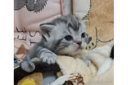成約済の埼玉県のアメリカンショートヘア-51118の3枚目
